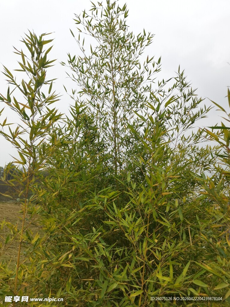 野外繁茂的绿色植物