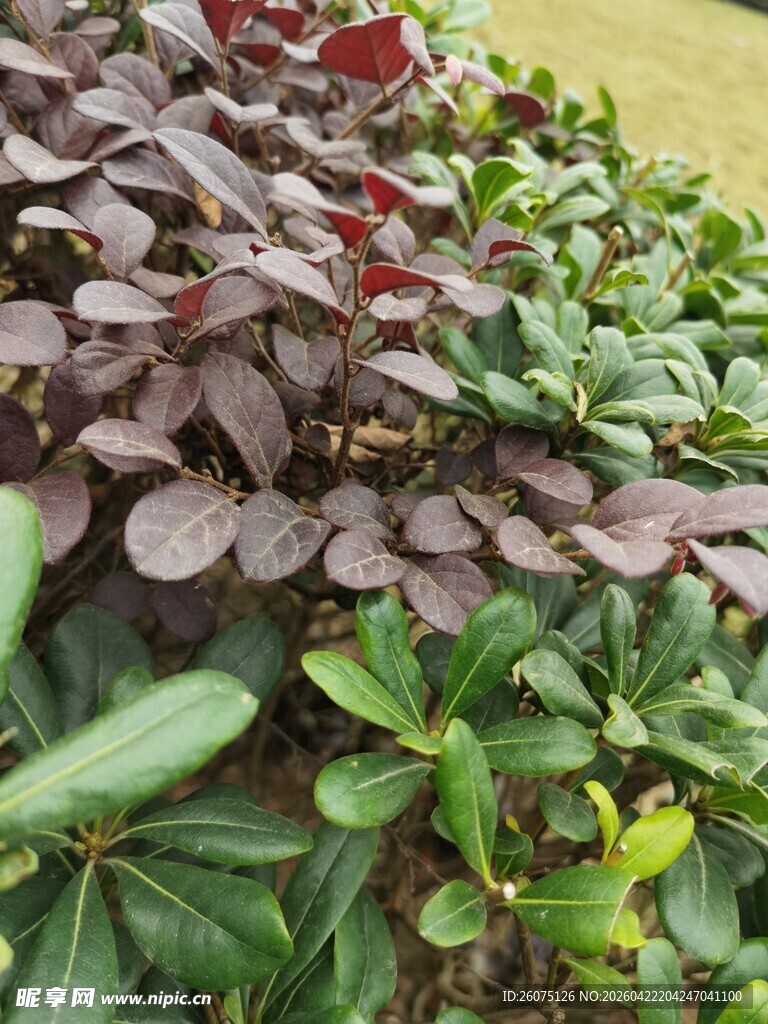 紫叶植物与绿叶植物共生