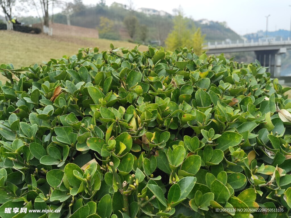 绿叶繁茂的灌木景观