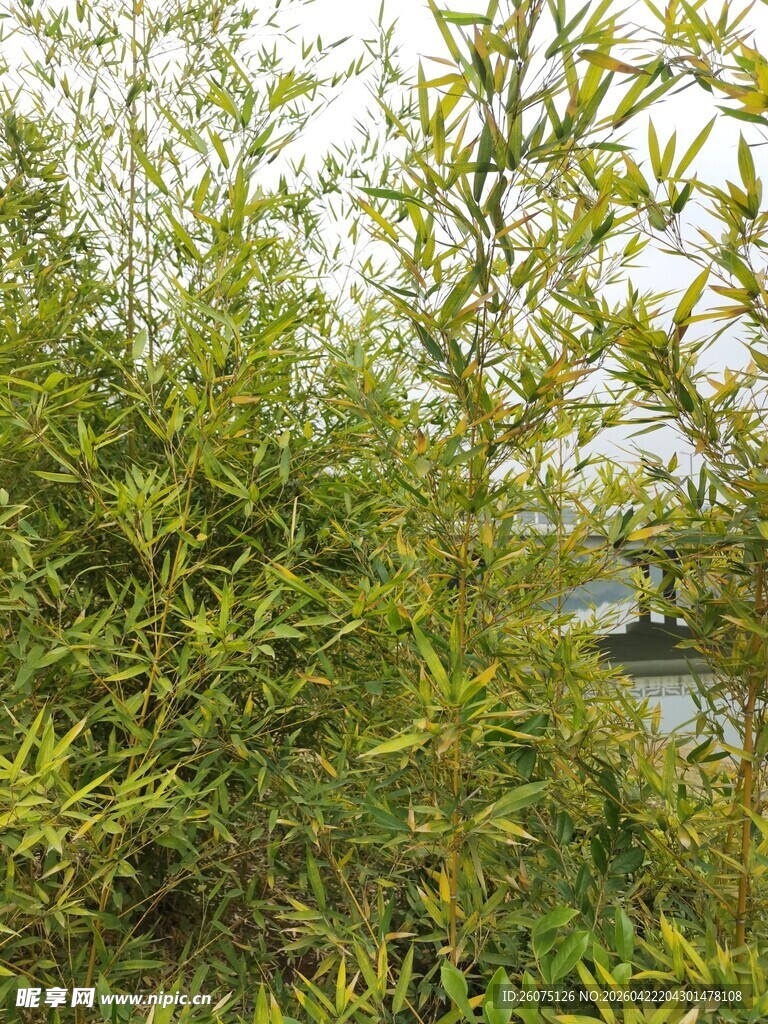 河边繁茂的绿色植物