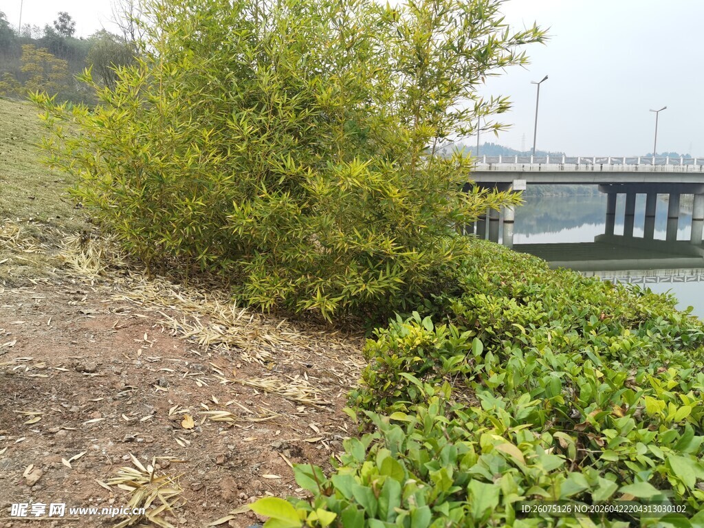 岸边绿植景观