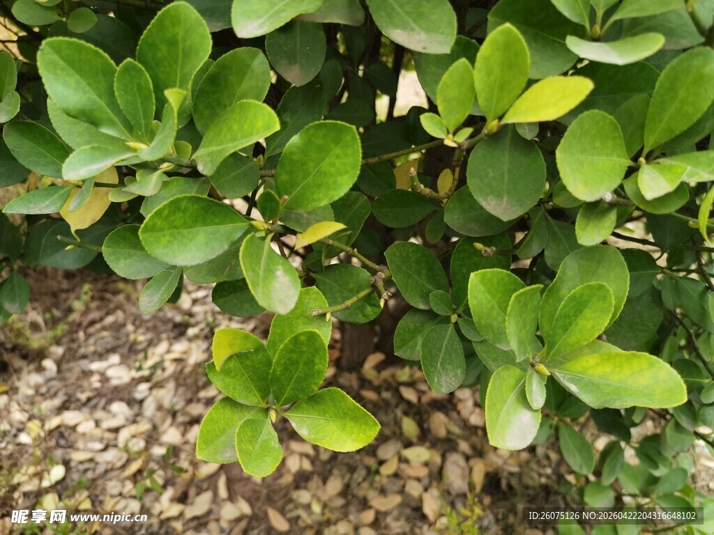 翠绿繁茂的绿叶植物