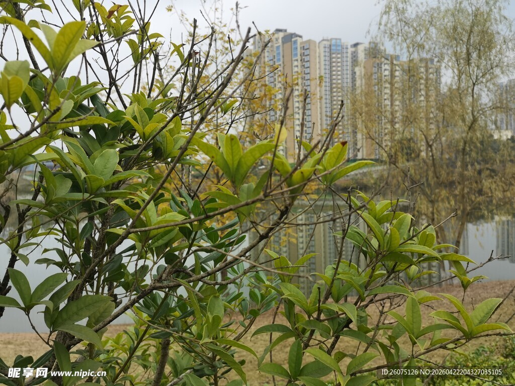湖畔绿植与远处高楼景致