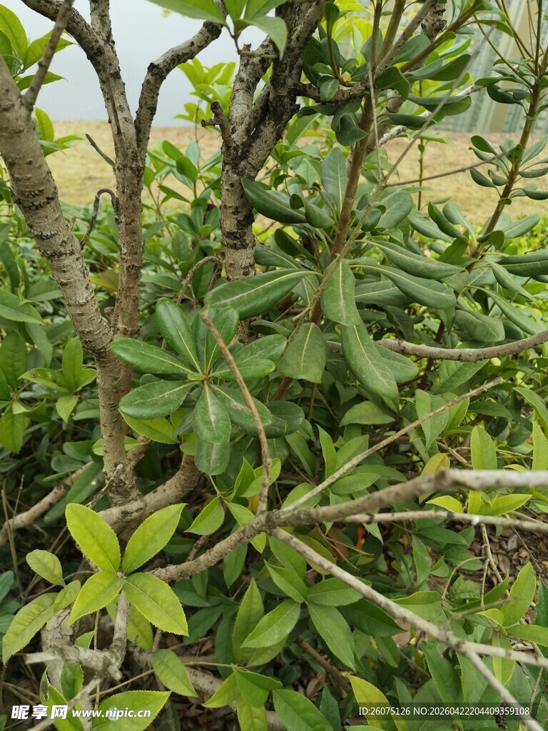 繁茂绿植展现自然生机