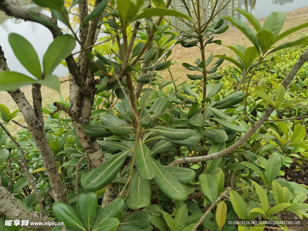 绿叶繁茂的植物特写