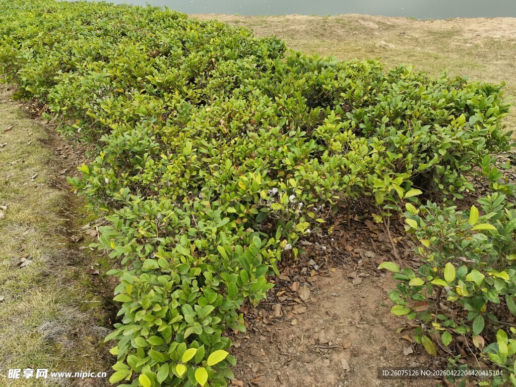 整齐排列的茶树植株