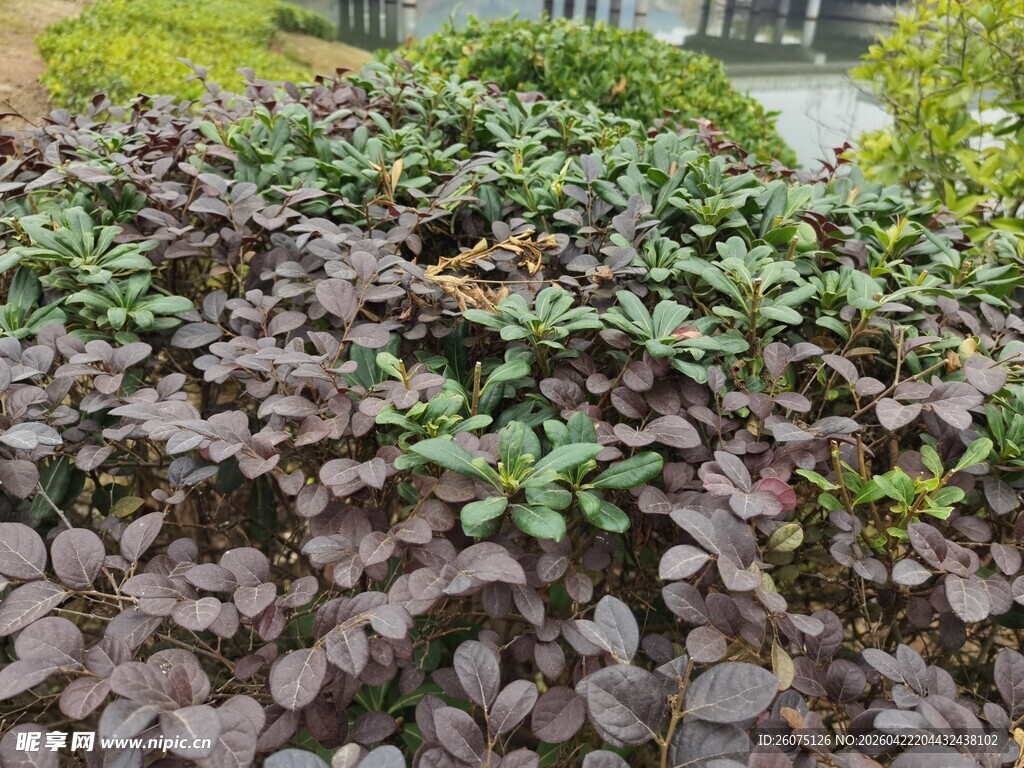 紫叶小檗植物景观