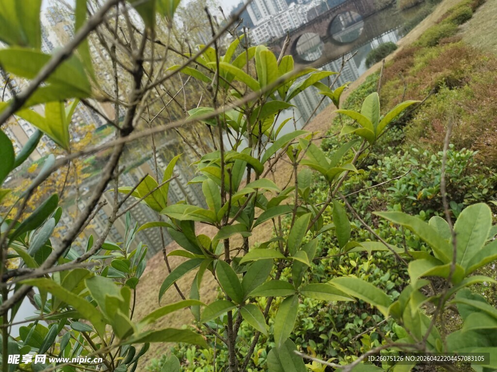 山间绿植生机盎然