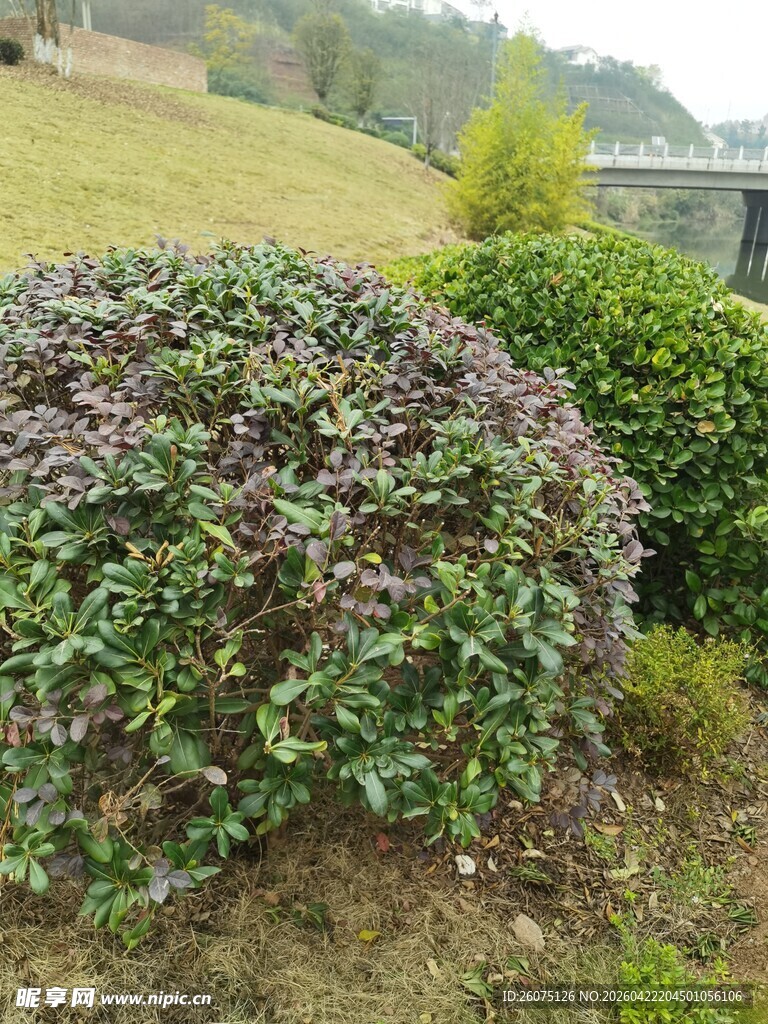 紫叶灌木景观