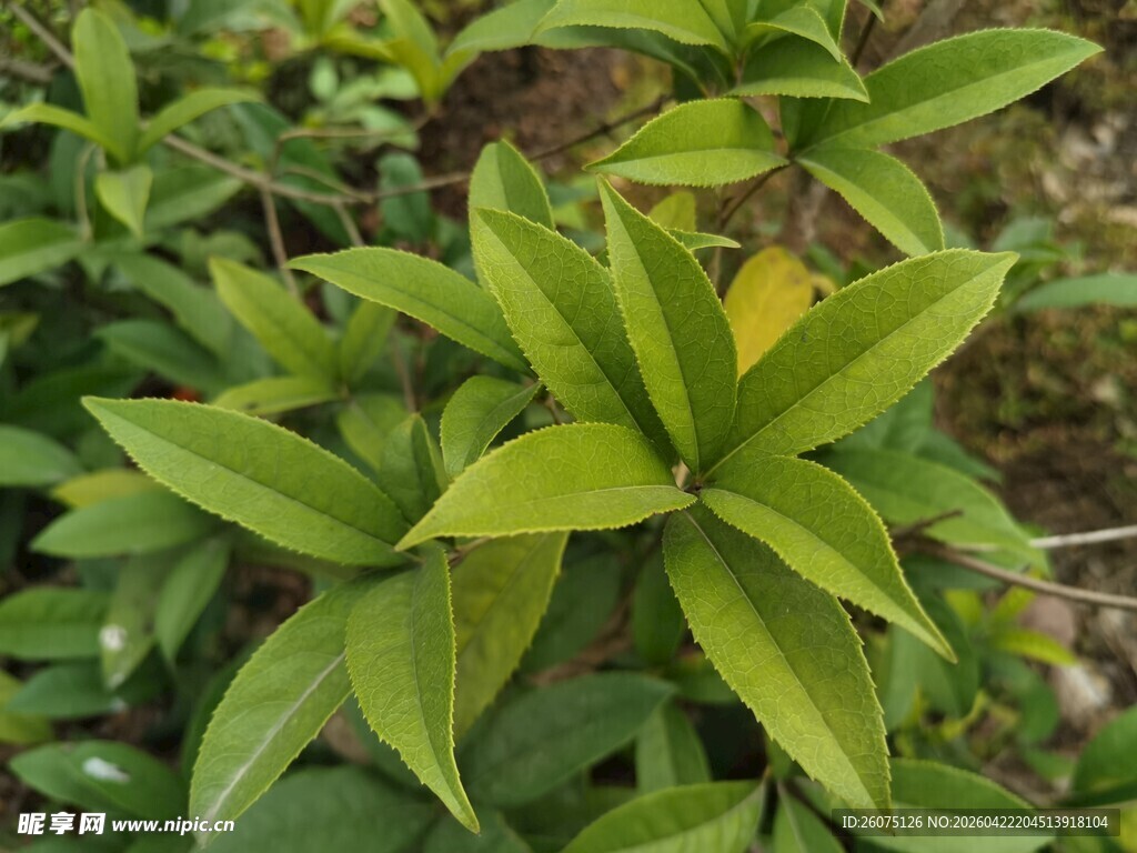 翠绿叶片植物特写