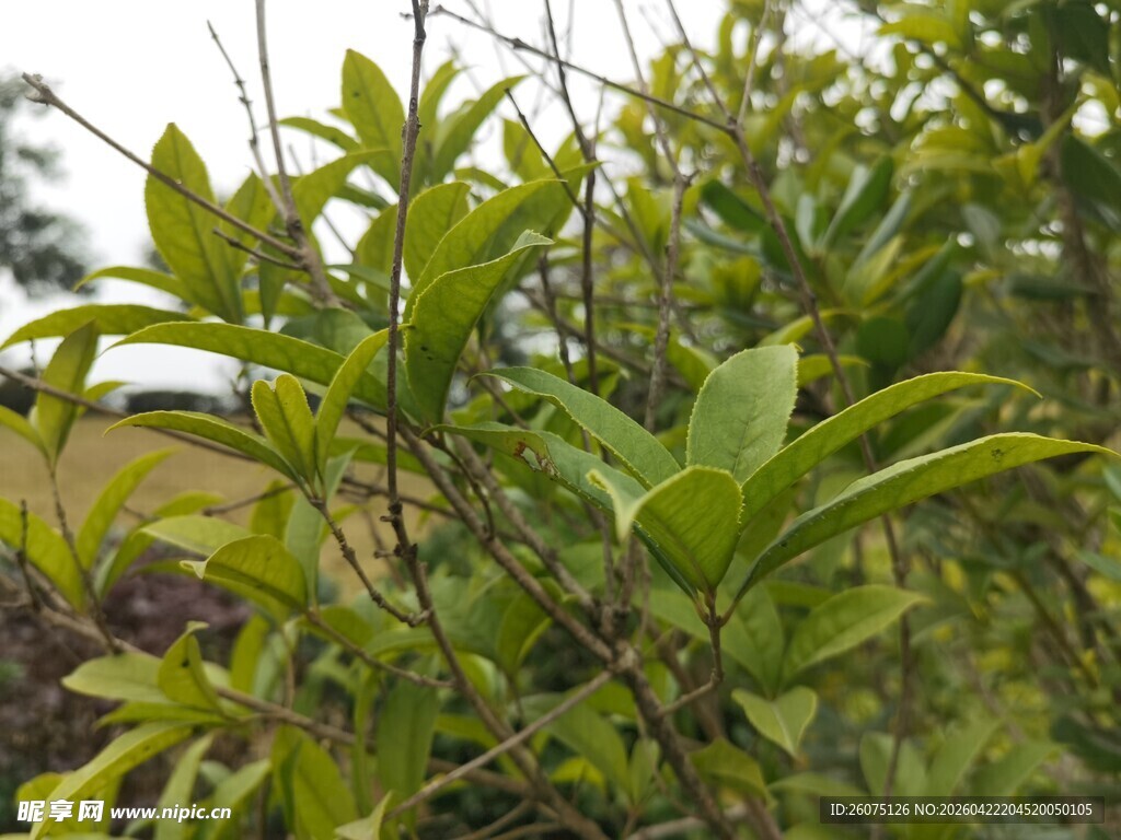 绿叶繁茂的植物特写
