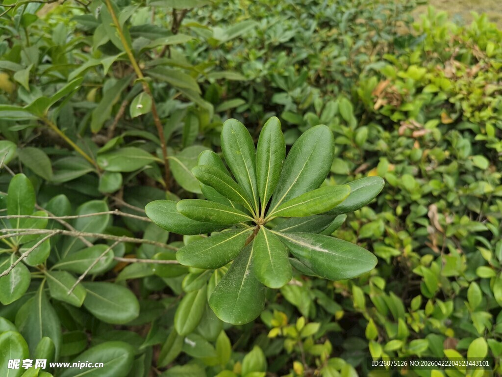 绿叶繁茂的植物景观