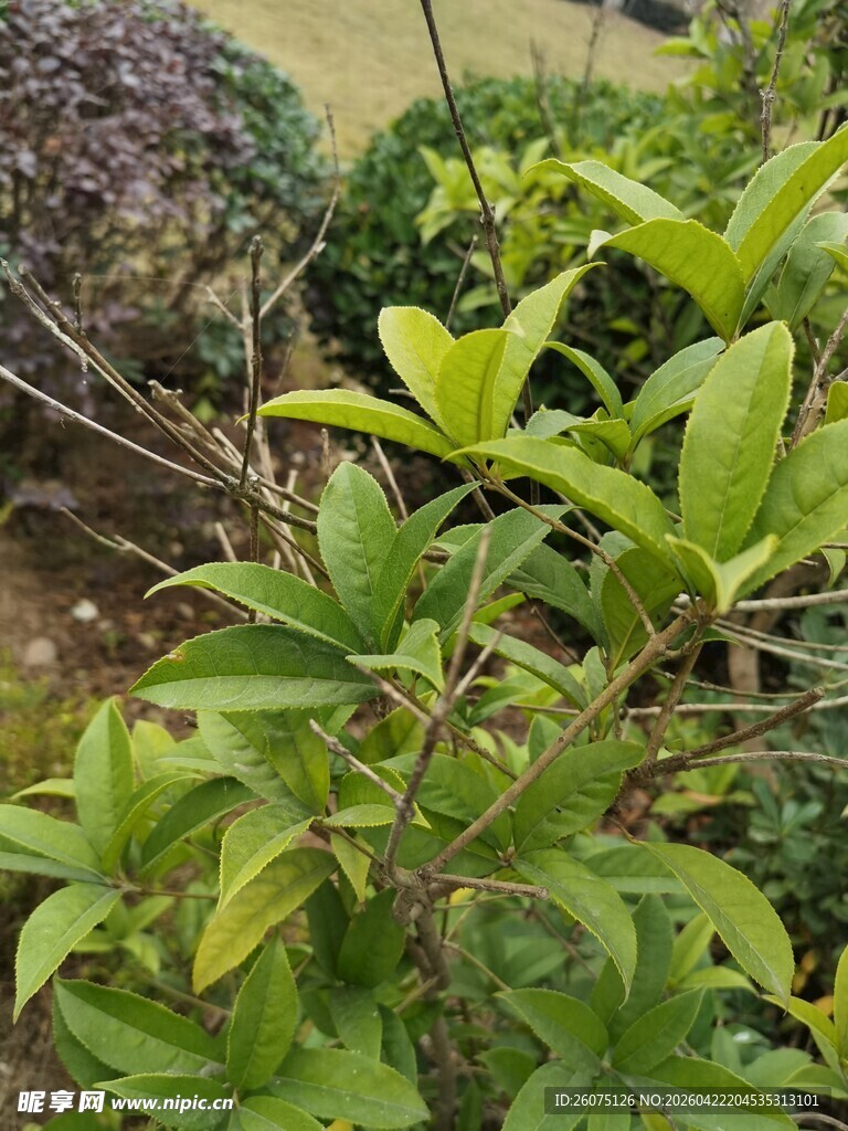 绿叶繁茂的灌木丛