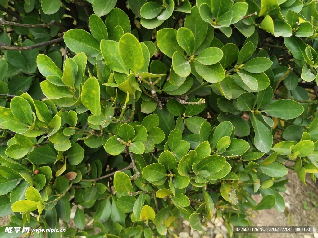 翠绿繁茂的低矮绿植