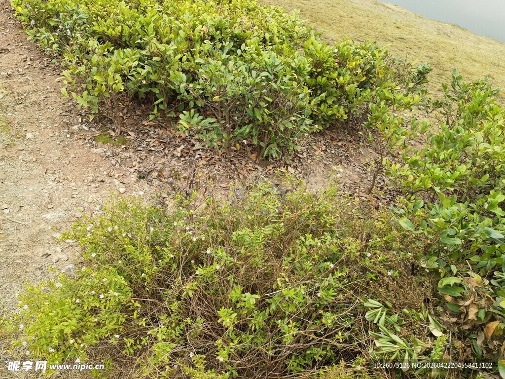 岸边绿植景观