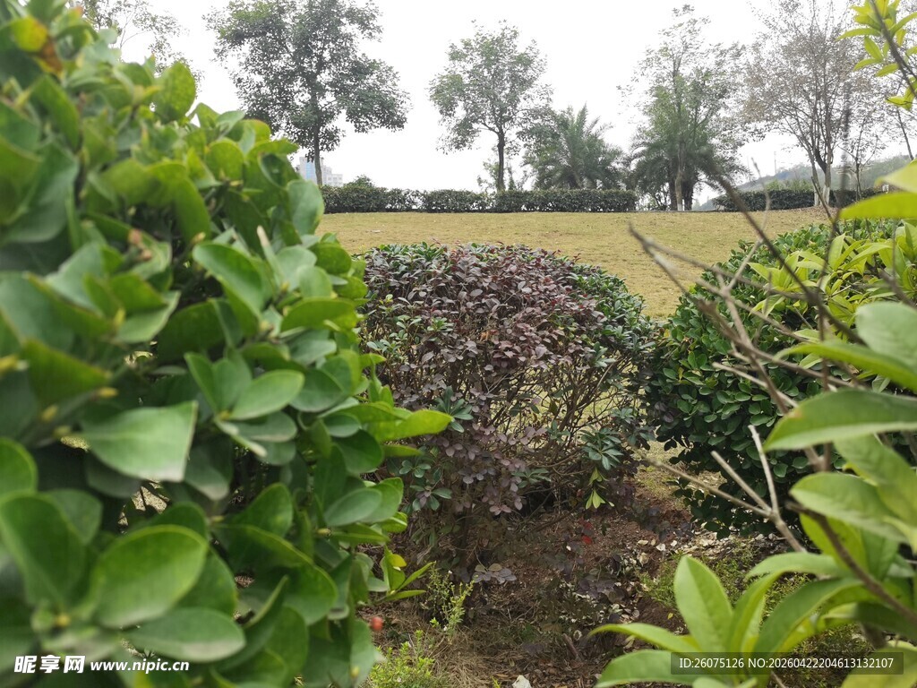 绿意盎然的户外植物景观
