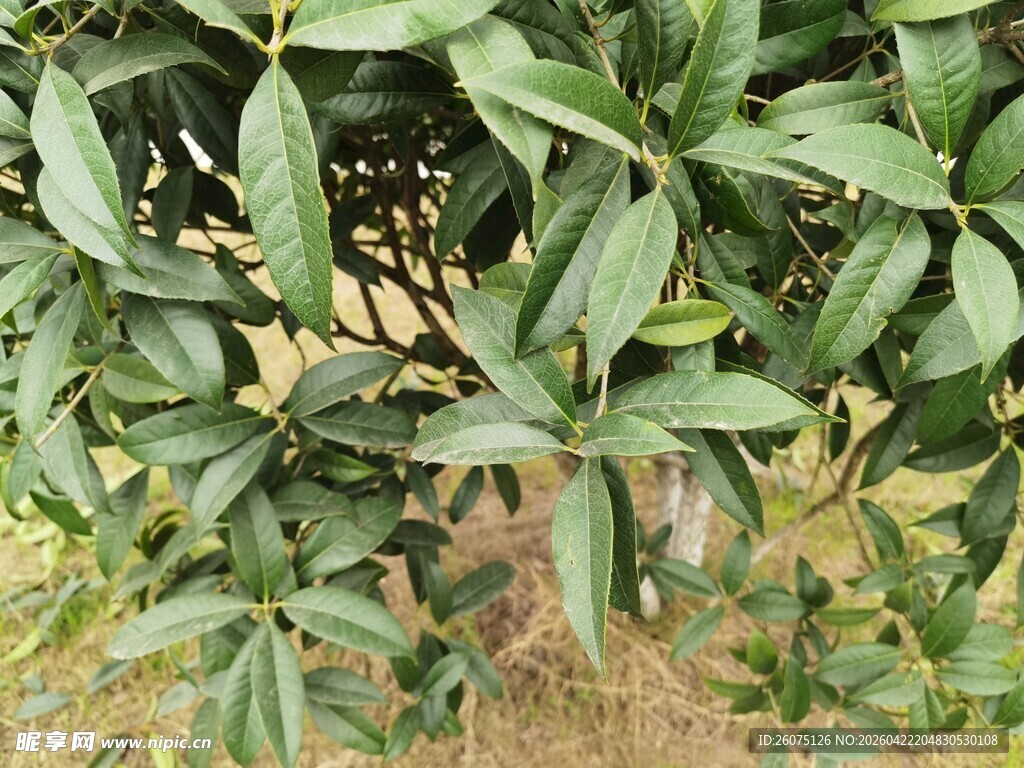 绿叶繁茂的植物景观