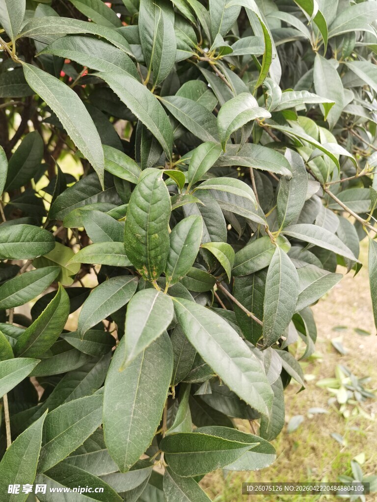 绿叶间的小巧花朵