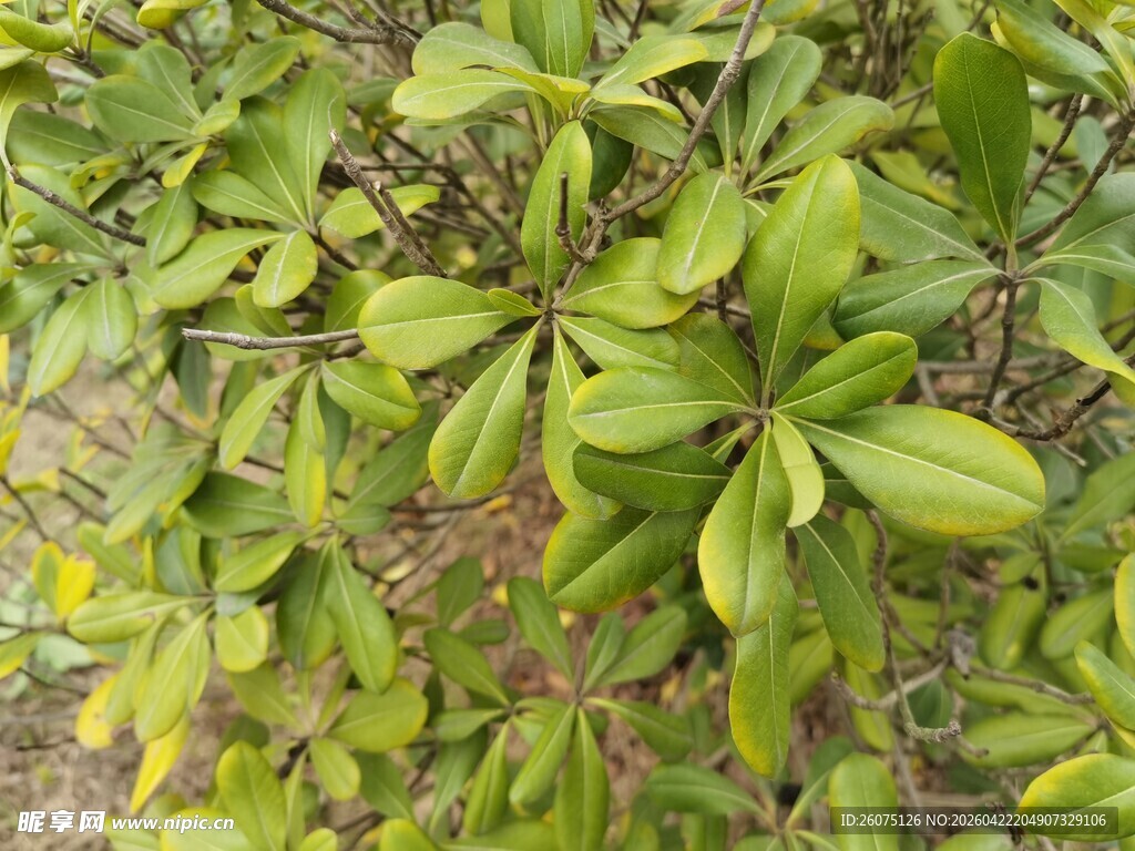 绿叶繁茂的植物景观