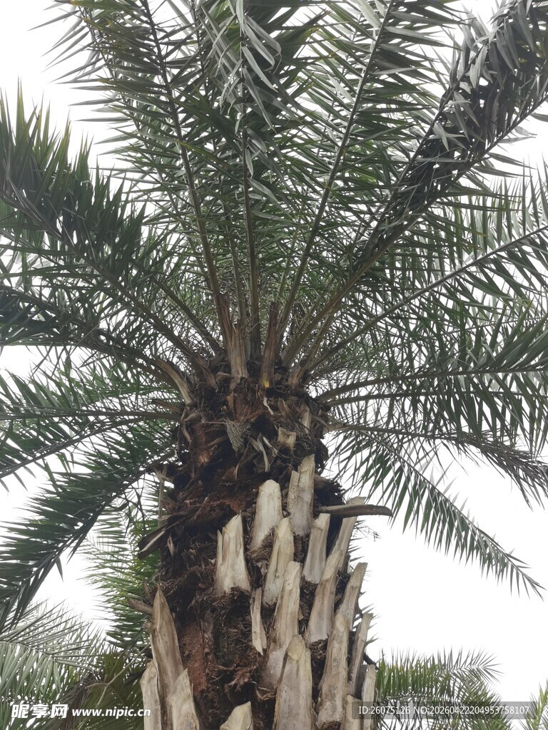 高大挺拔的棕榈树