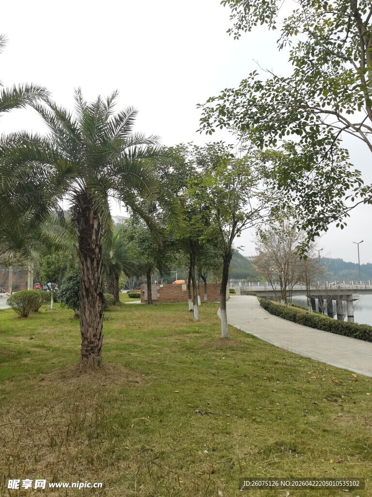 公园草地旁的树木与步道