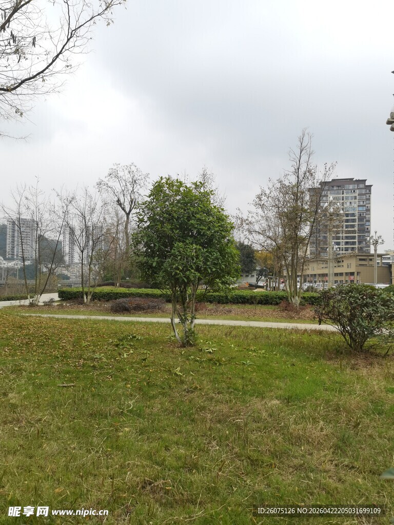 城市公园草地与树木景观