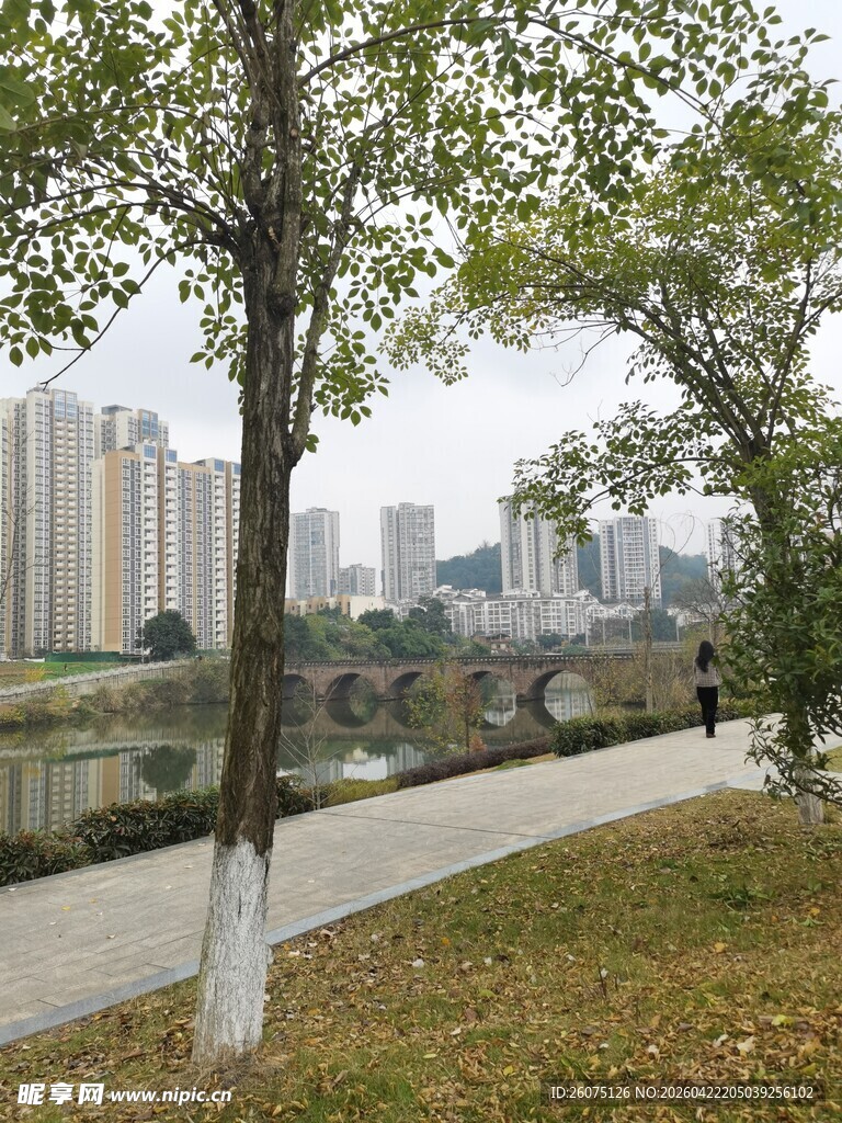 城市公园湖畔树木风景图