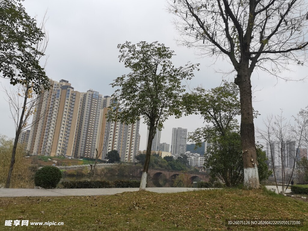 城市中的树与远处高楼