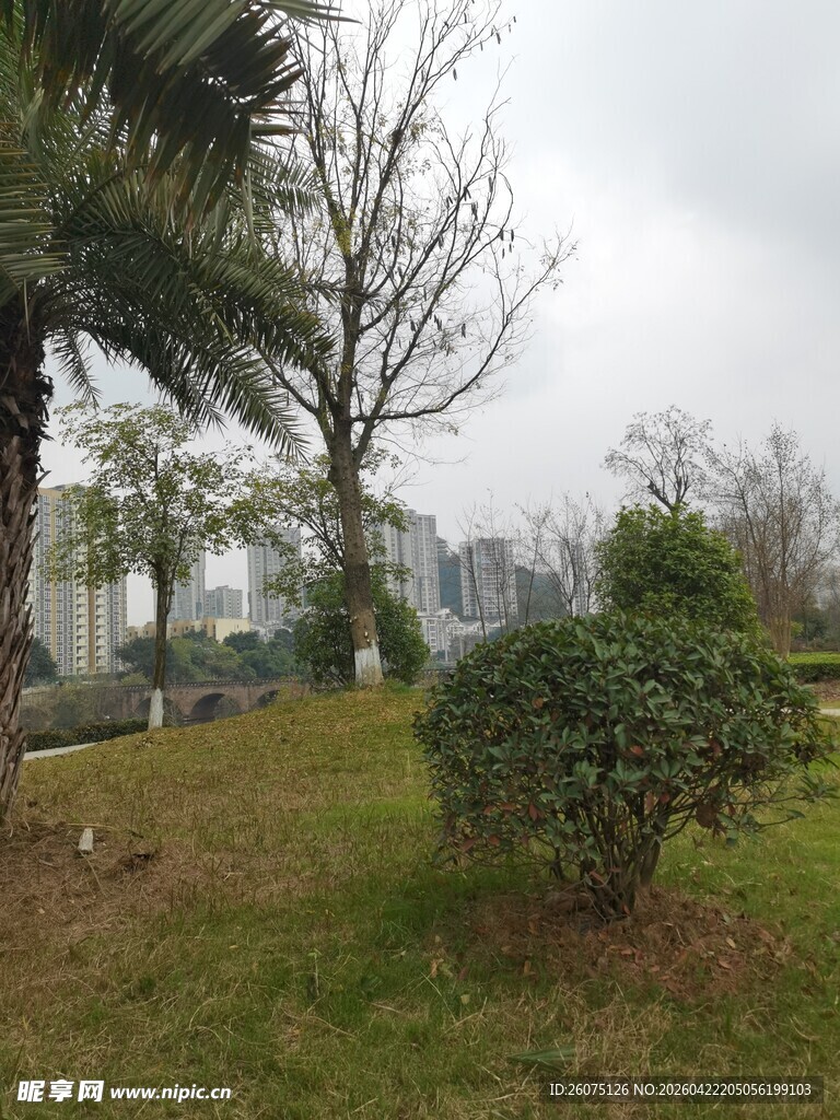 城市公园中的绿植景观