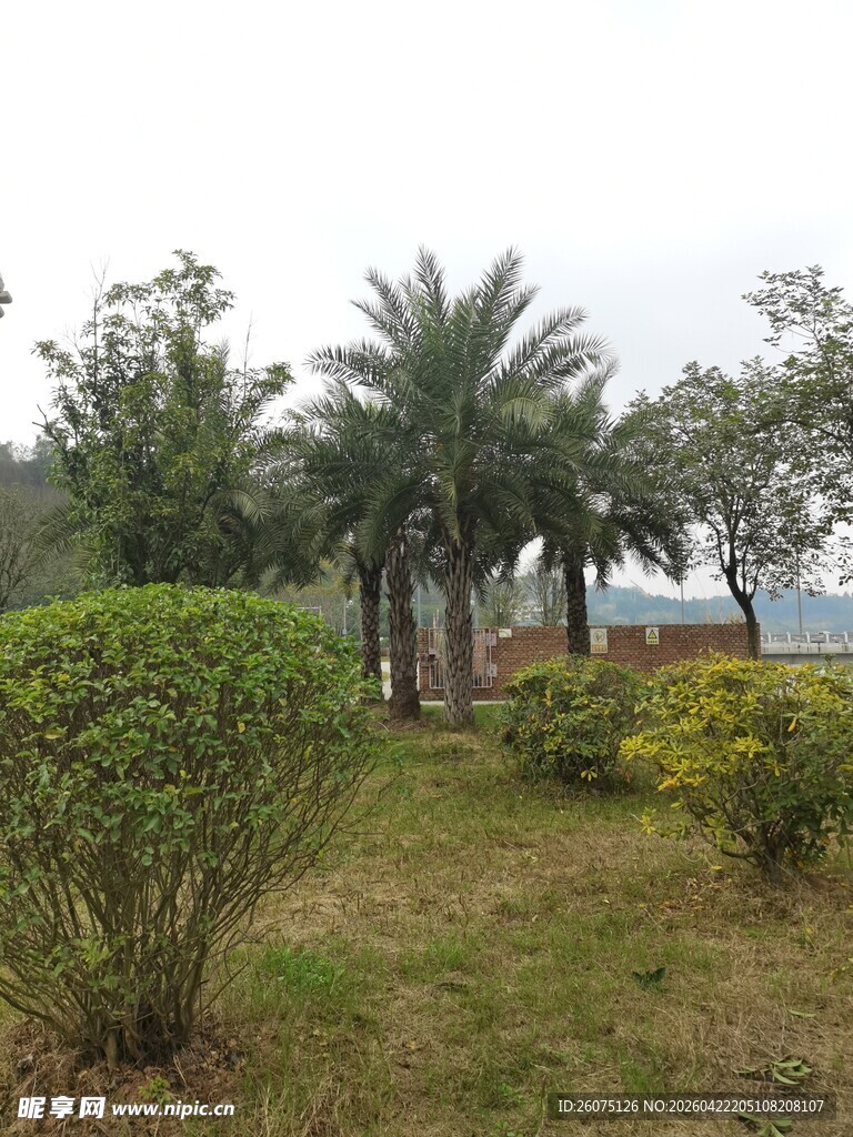 户外绿意盎然的植物景观