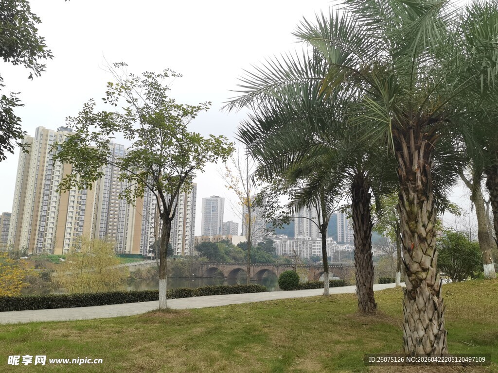 城市中的绿树草坪景观