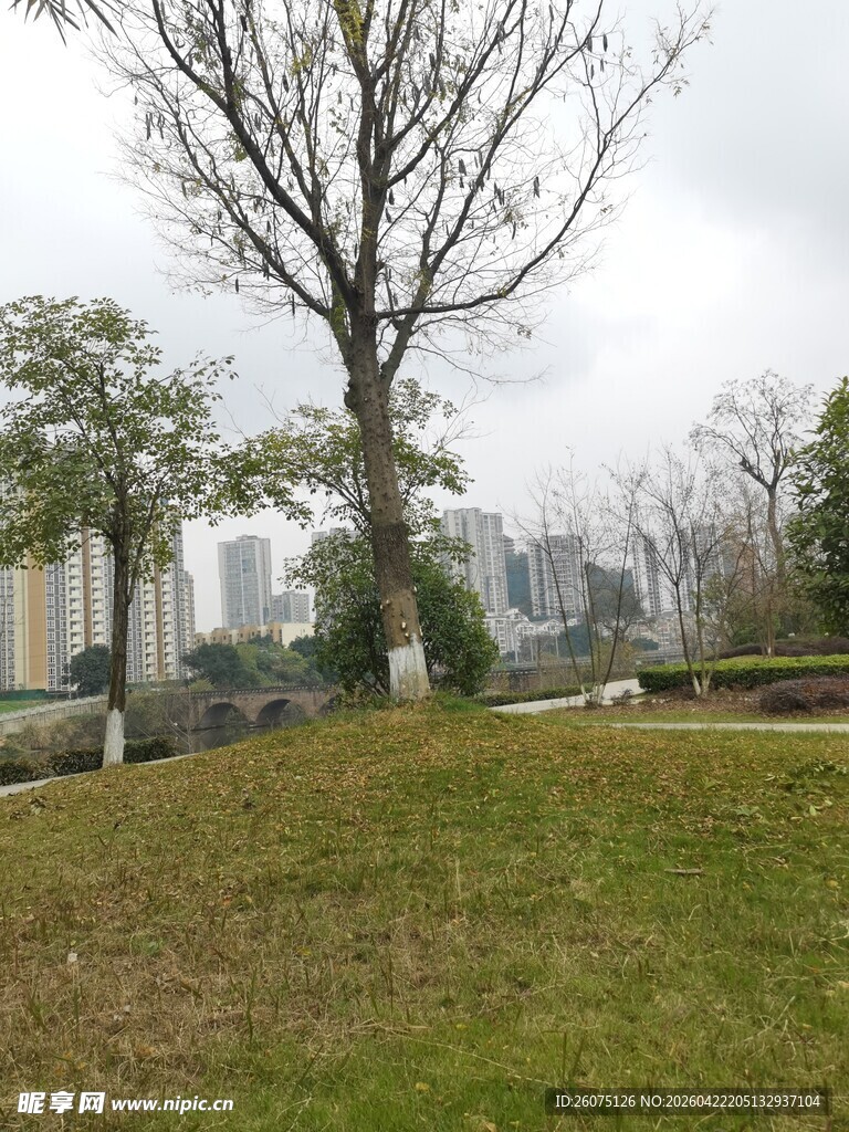城市公园中的孤树与草地