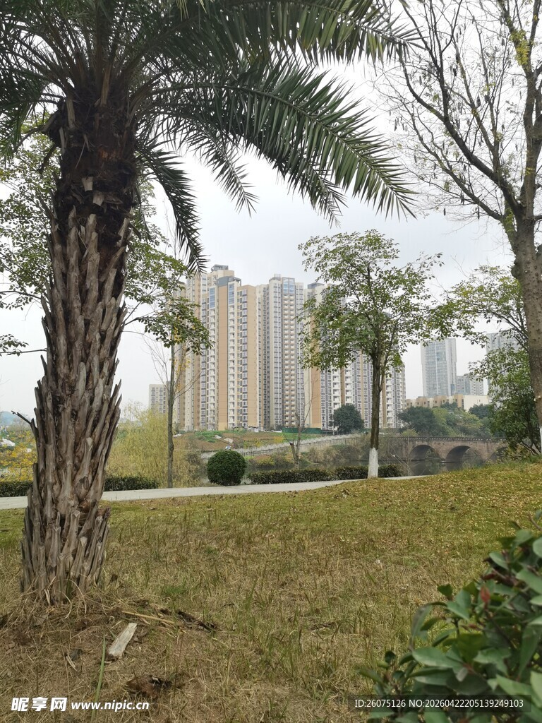 城市中的绿植与远处高楼