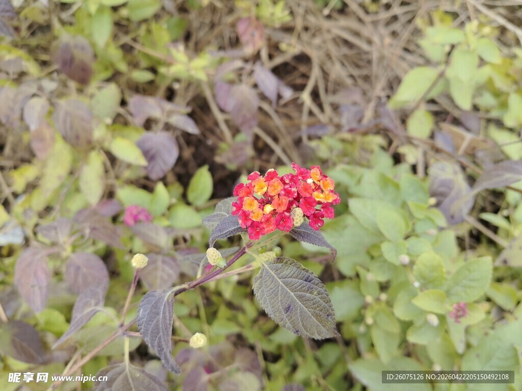 草丛中的艳丽红色小花
