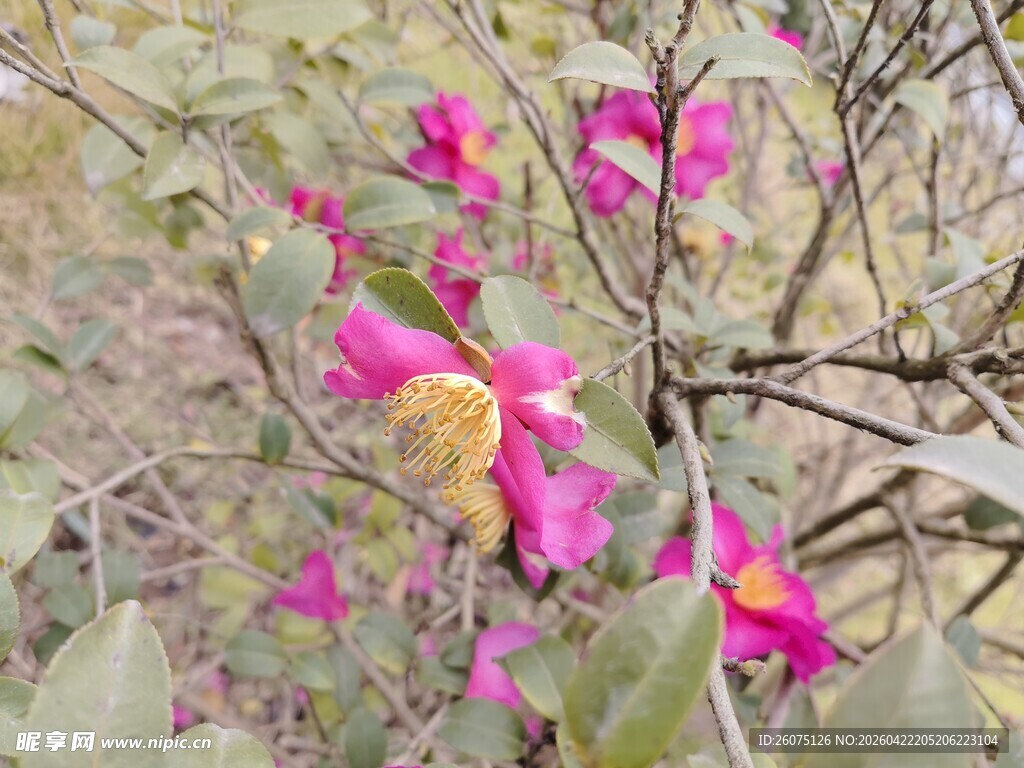 枝头绽放的艳丽粉色花朵