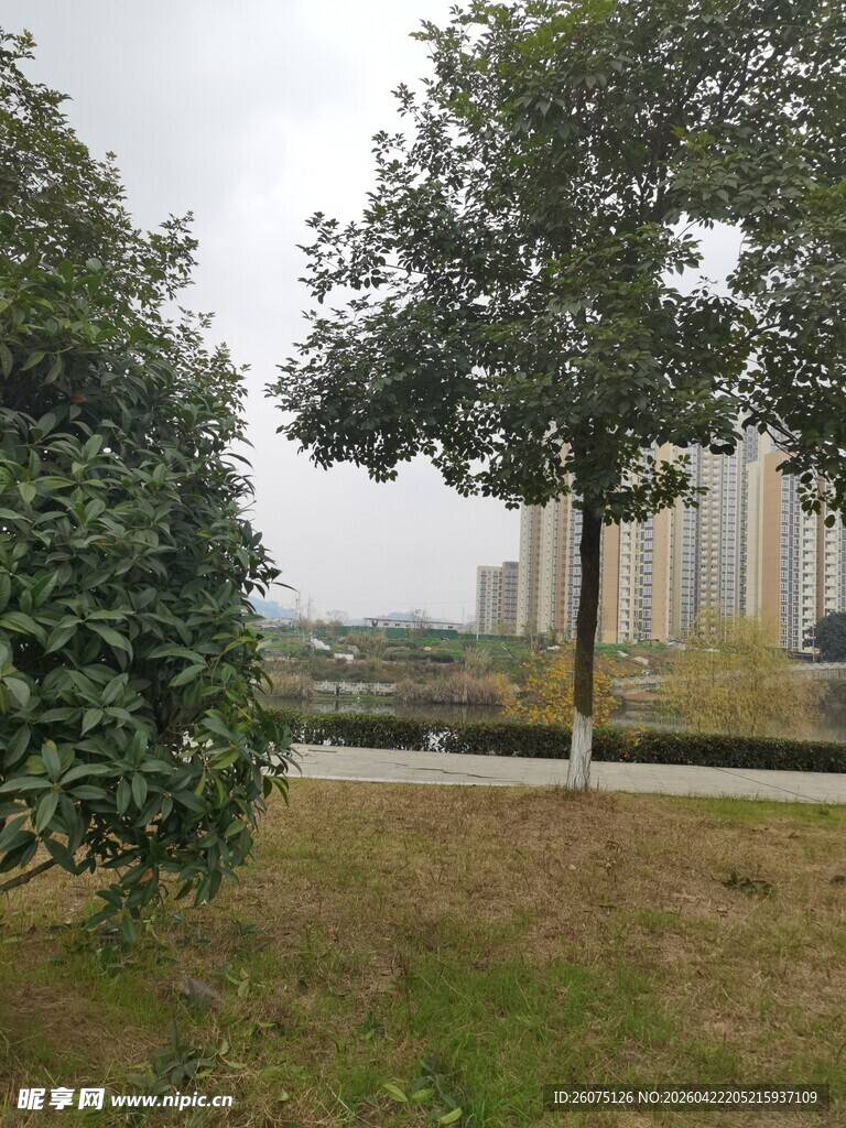 城市绿地中的树木景观