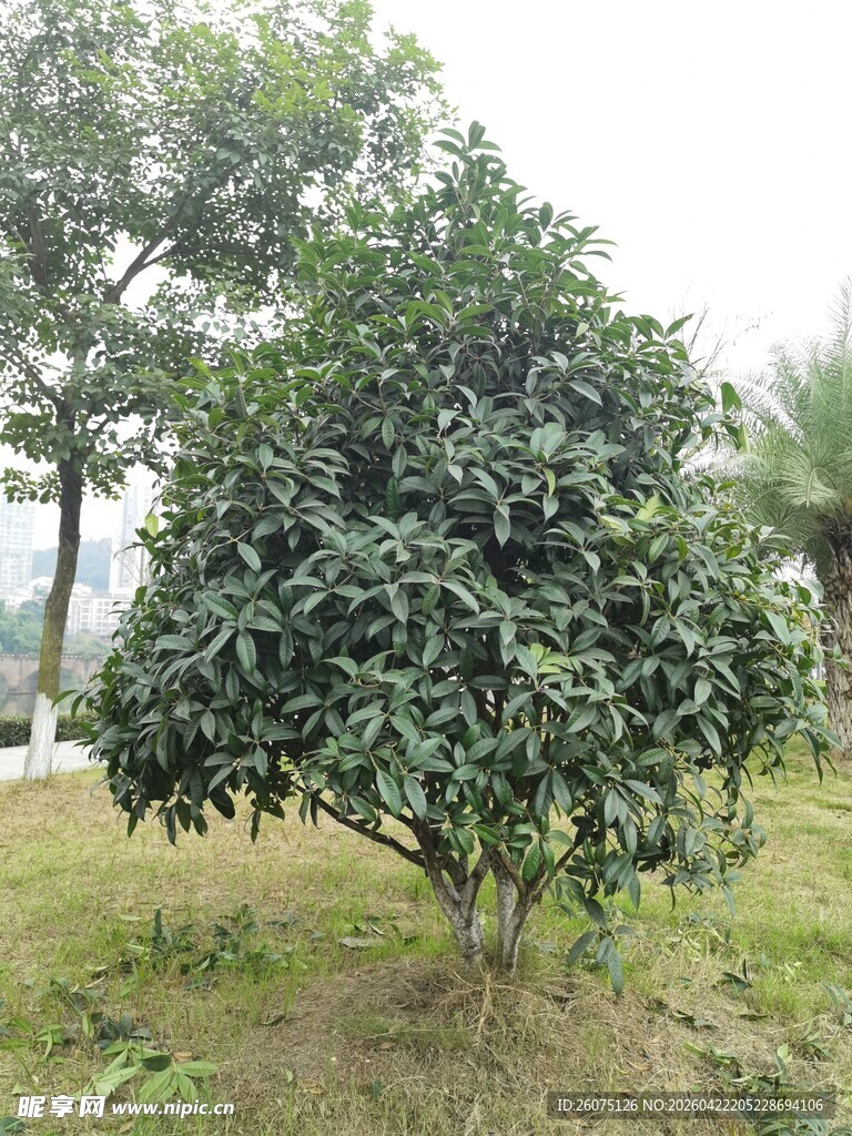绿叶繁茂的单株树木