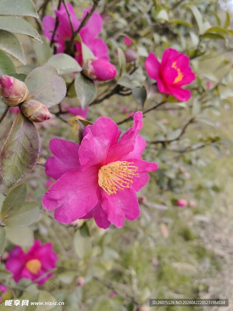 艳丽绽放的粉色花朵