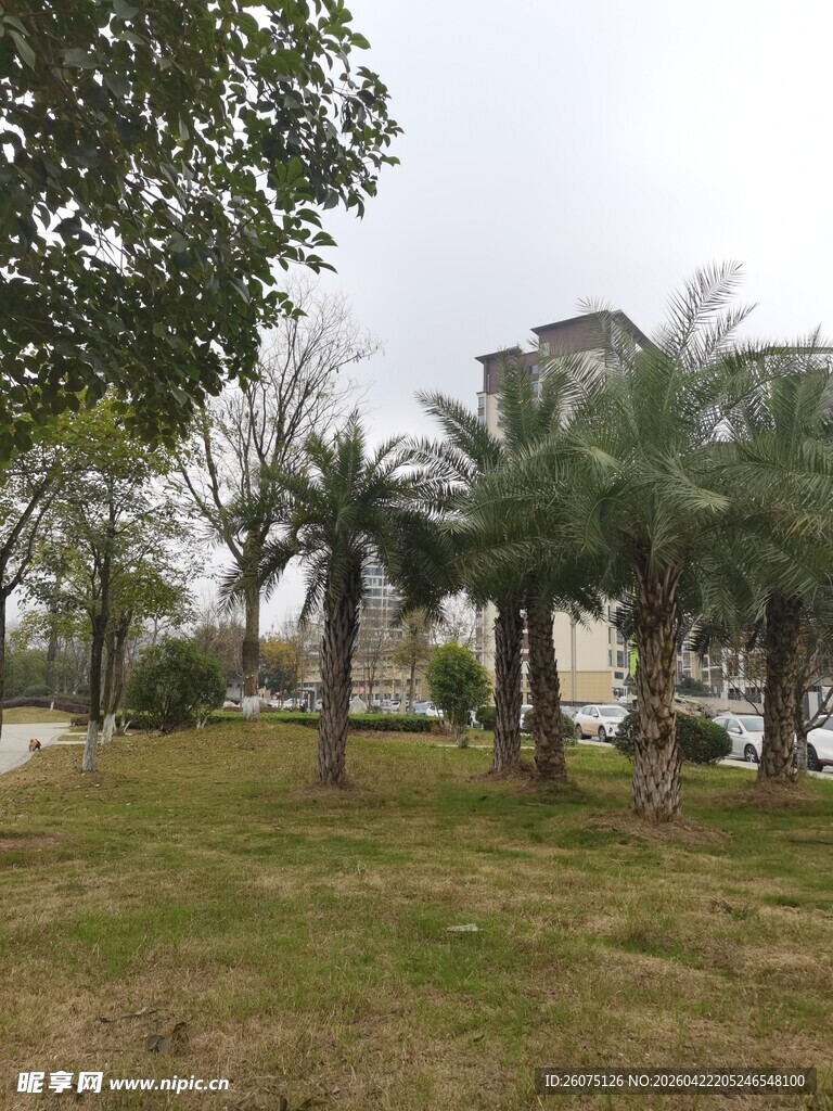 户外草地旁的棕榈树景观