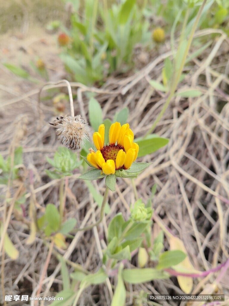 野外绽放的单朵黄色小花