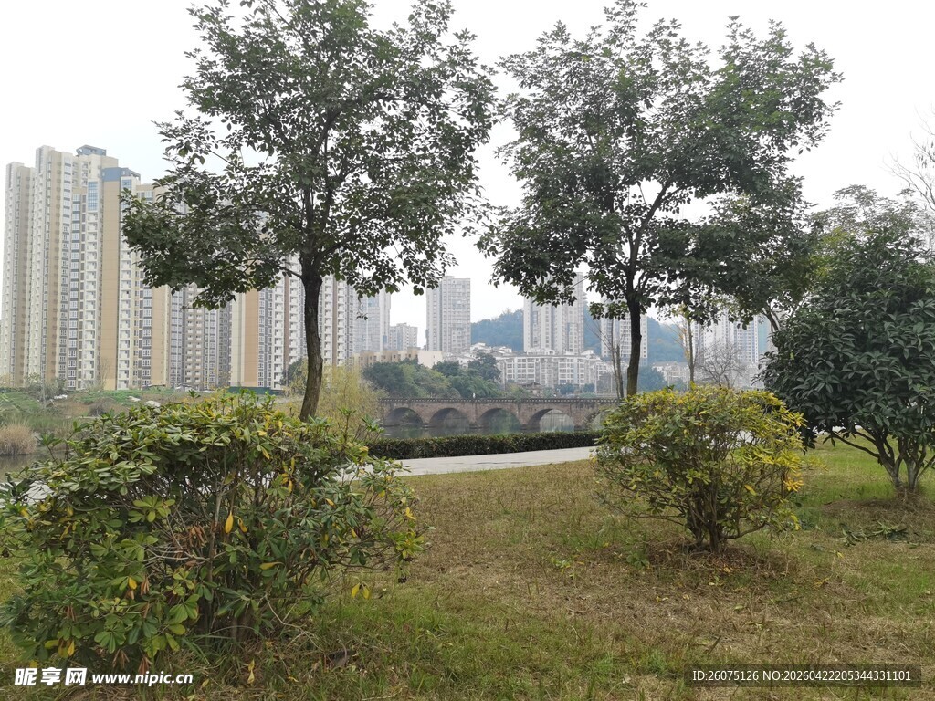 城市公园中的绿树景观