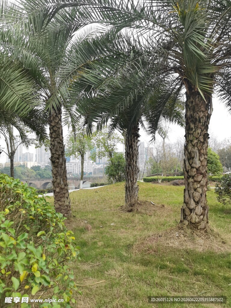 户外园林中的棕榈树景观