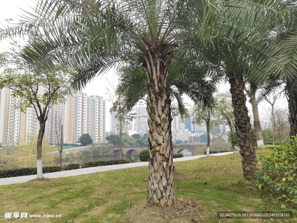 城市中葱郁的棕榈树景观