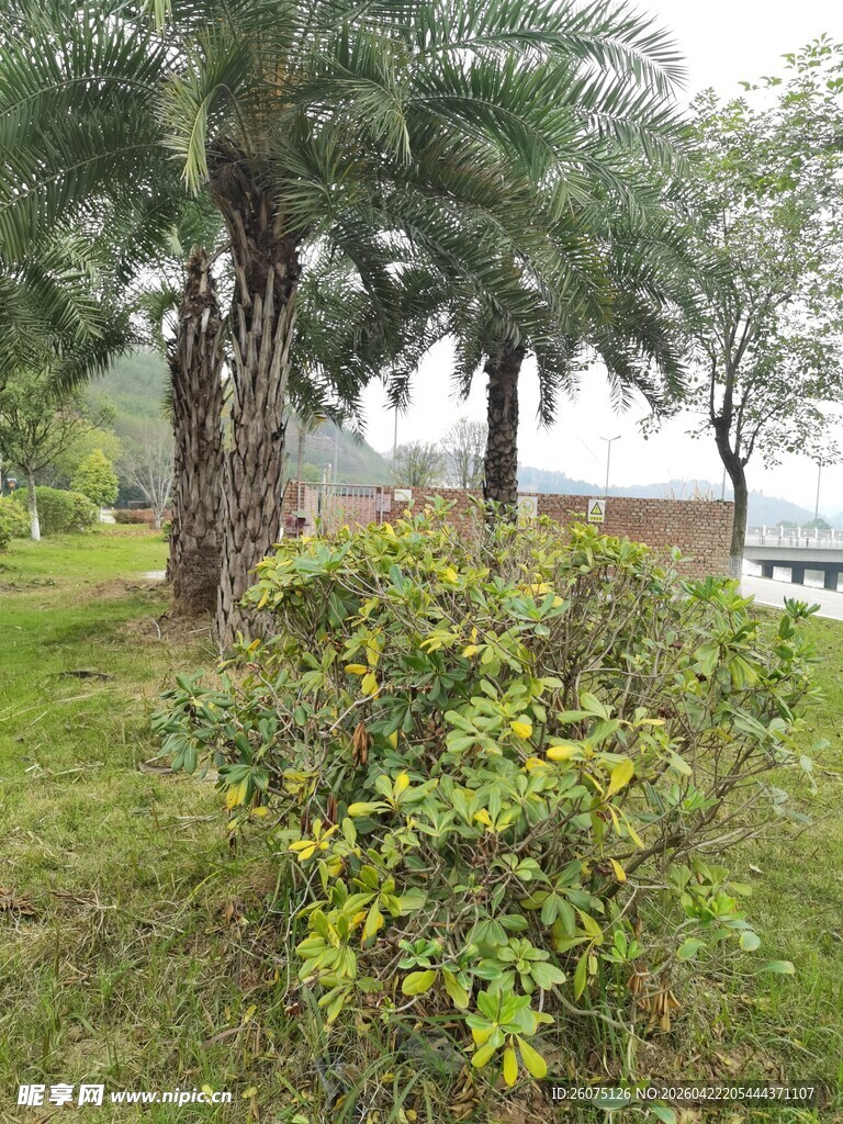 户外绿意盎然的树木与灌木
