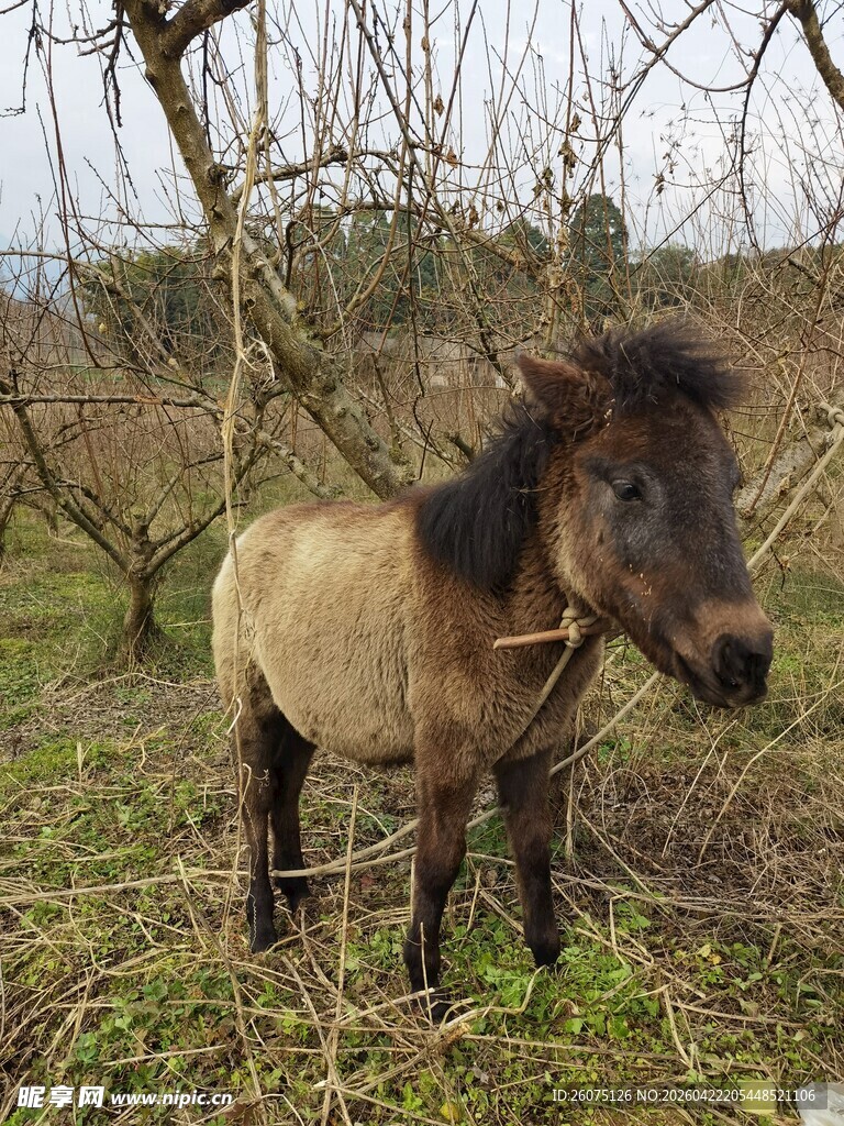 草地上的小马