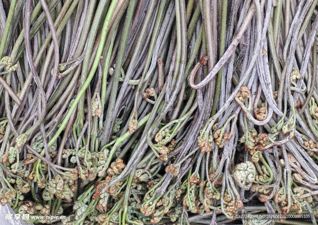 蕨菜