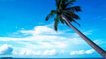蓝天椰树海岛风情美景