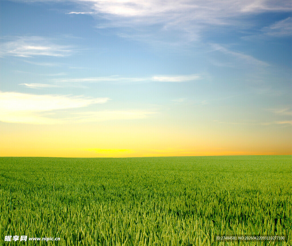 广袤绿野天际霞光初绽