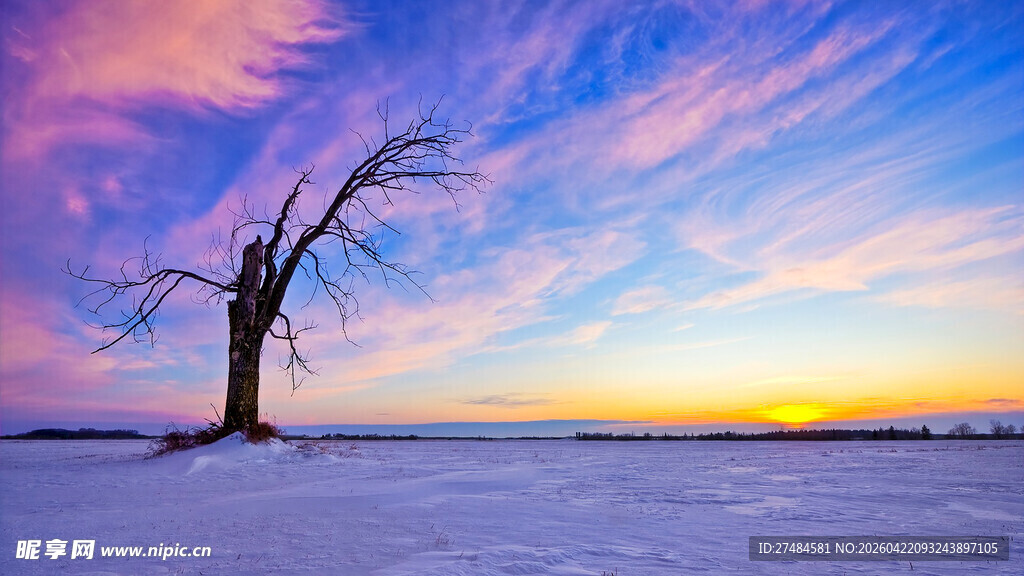 雪野孤树伴绚丽晚霞