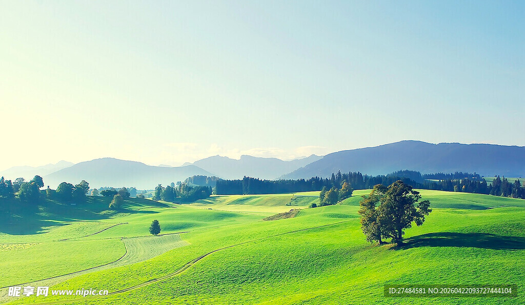 广袤绿野中的孤树美景